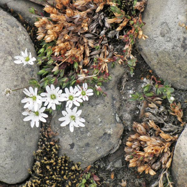 Stellaria longipes Svalbard Longyearbyen 2014 1 A.Elven a